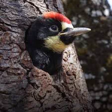 A baby woodpecker, probably pileated, newly feathered but not yet independent, sticks its head curiously out of a hole in a tree trunk.