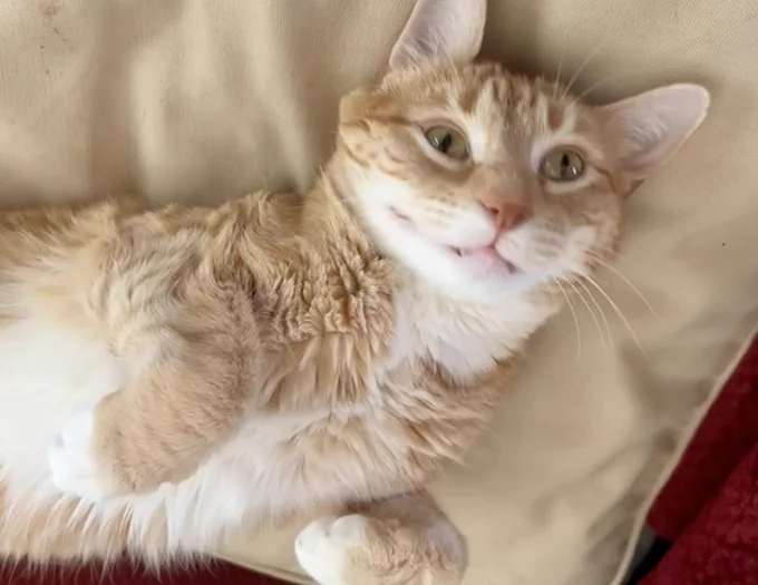 An orange cat is smiling a little