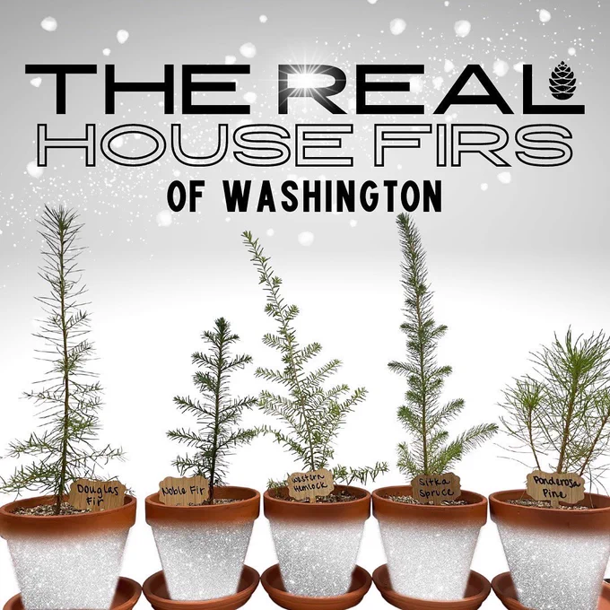 The real house firs of Washington! Five conifer seedlings stand proudly in terracotta pots that have bedazzled to look like glamorous gowns. That has to be the first time that sentence was written in the history of the English language.