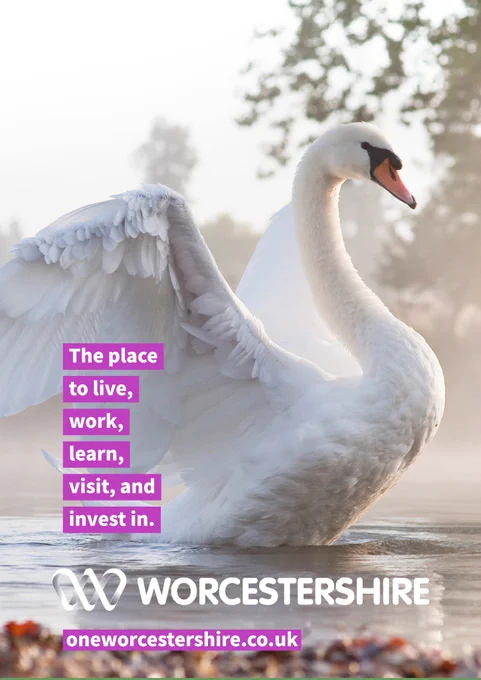 Swan on the river