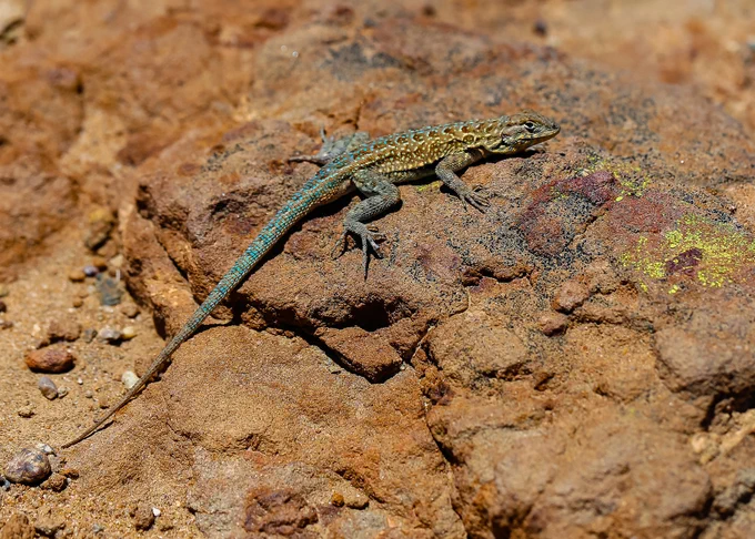Speckled blue, yellow, and brown lizard lies flat on sand-colored stone. 