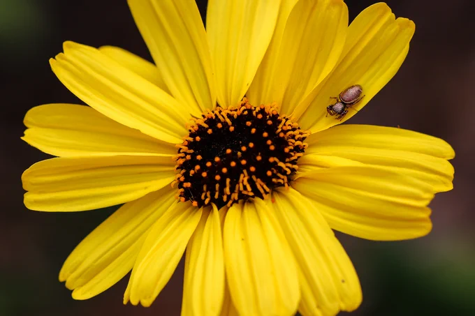 Small brown spider on yellow petal of disk-shaped sunflower with brown center.