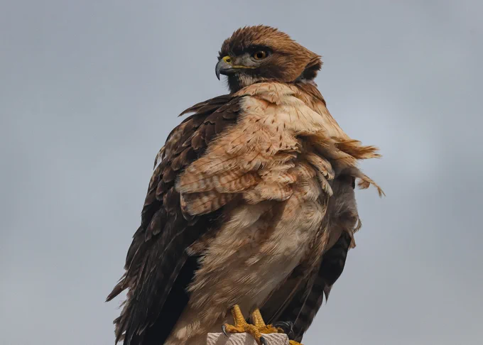 Brown raptor with a white chest, yellow feet, and sharply curved beak perches at the top of a pole. 
