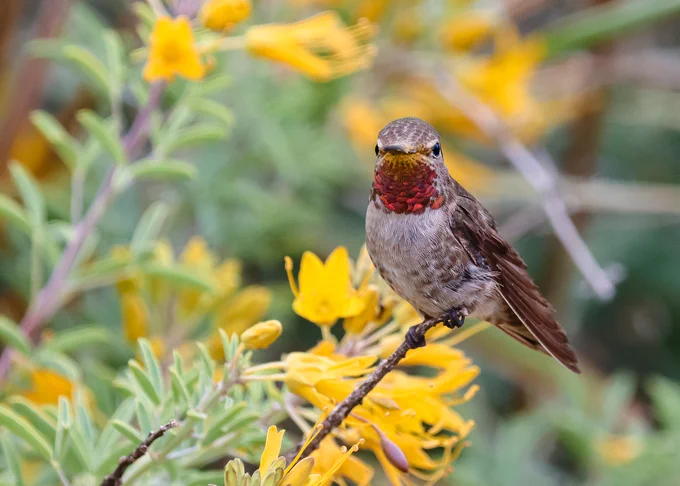 Gray and brown bird with bright pink throat perches on a cluster of yellow flowers. 