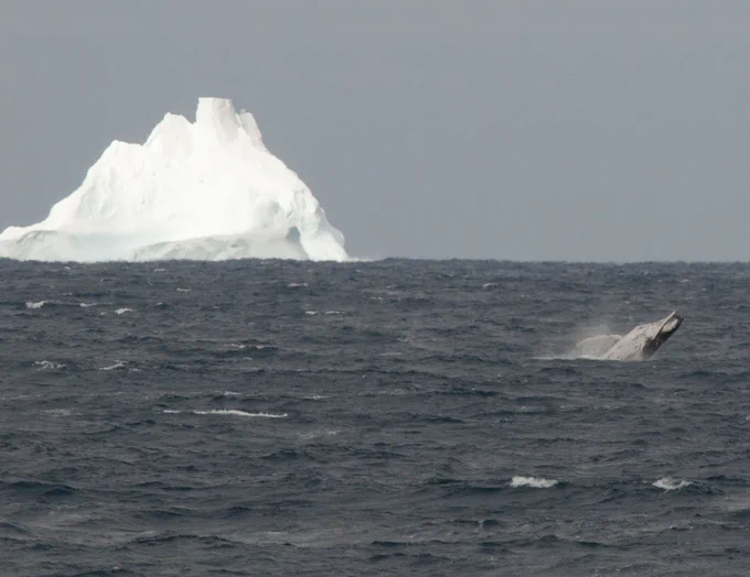 Photo from IODP Expedition 379. Photo shows a dark blue ocean with an iceberg in the background and a breaching humpback whale in the foreground. Caption: Breaching humpback whale with an iceberg. Credit: Reed Scherer & IODP.