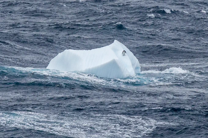 Photo from IODP Expedition 382. Photo shows a dark blue ocean with an iceberg in the center with a chinstrap penguin on it. Caption: A chinstrap penguin contemplates a leap from a growler iceberg into the icy Scotia Sea. Credit: Thomas Ronge & IODP.