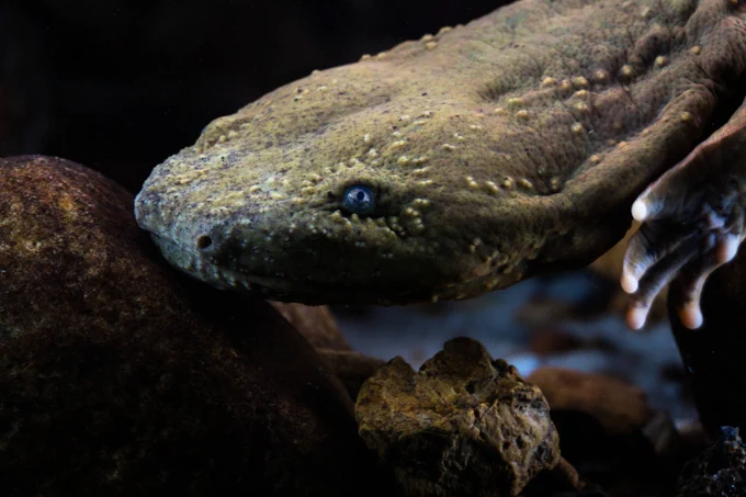 the flat head of a green salamander underwater by a rocky surface