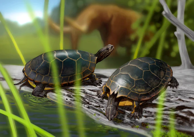 Chrysemys corniculata reconstruction by Sergey Krasovskiy