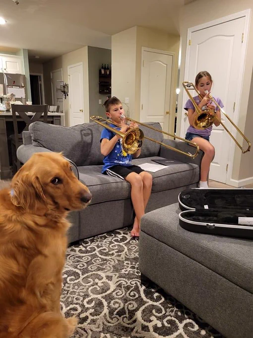 a golden retriever sits on a living room floor looking over his shoulder. he looks extremely nonplussed. on the gray sofa in front of him, two kids are perched practicing trombone. the dog is going to work on his poker face before their first recital.
