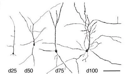 Representative reconstructions of neuronal morphology.