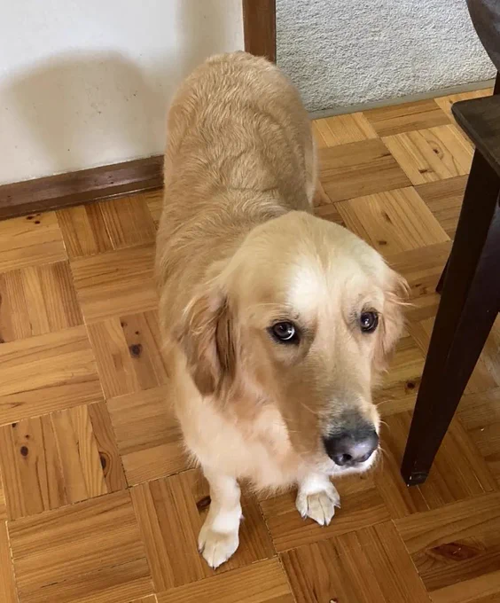 Panko the golden retriever is giving side-eye to the camera