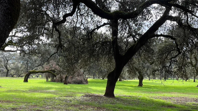 Dehesa de la sierra de Huelva. Foto de Pilar Blanco.