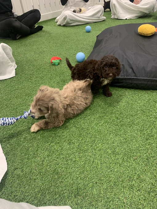 Two brown cockapoo puppies playing on artificial grass