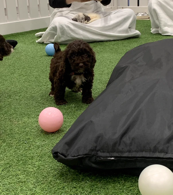 A dark brown cockapoo puppy standing on artificial grass with a pink ball. In the background, a white and grey cockapoo puppy is asleep in someone’s lap