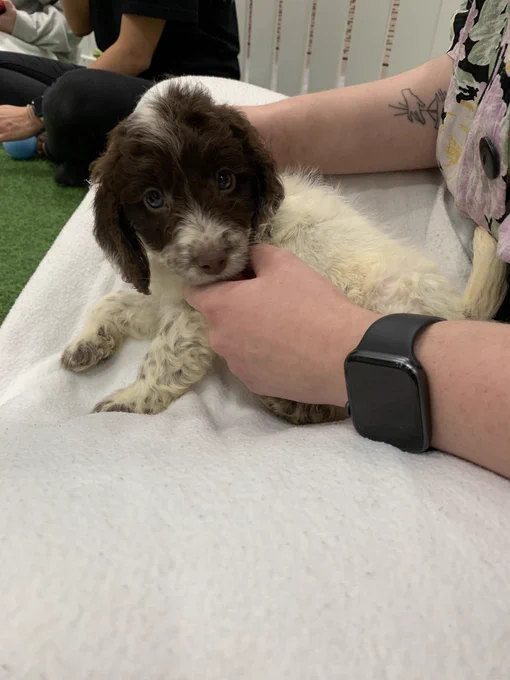 A brown and white cockapoo puppy with blue eyes sitting on a white blanket
