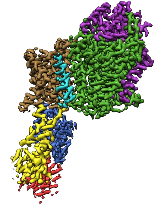 KdpFABC in the E2 state. See our recent paper for more https://doi.org/10.1073/pnas.2105195118