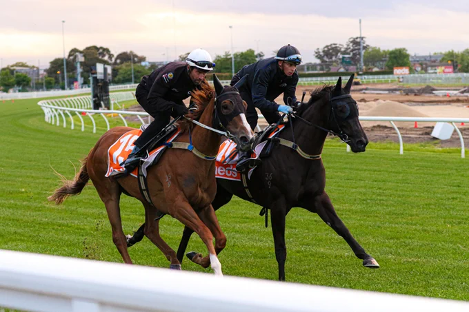 Vienna Princess (inside) & Amati