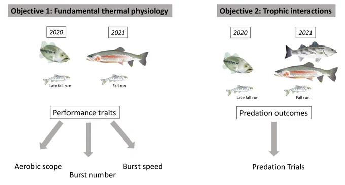 A schematic overview of the experimental procedures, which took place in 2020 and 2021