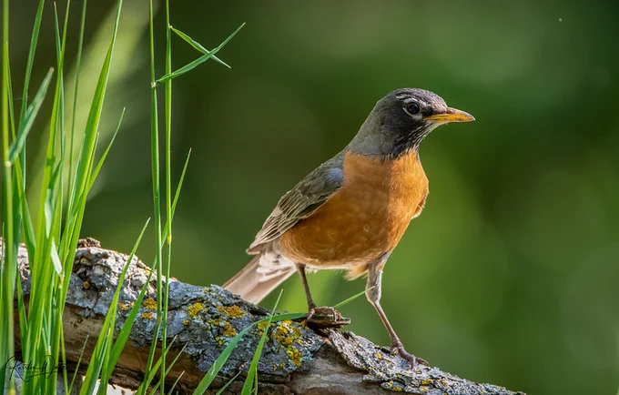 American Robin facing viewer and looking to its left as it stands on a lichen-covered branch amidst green grass. 