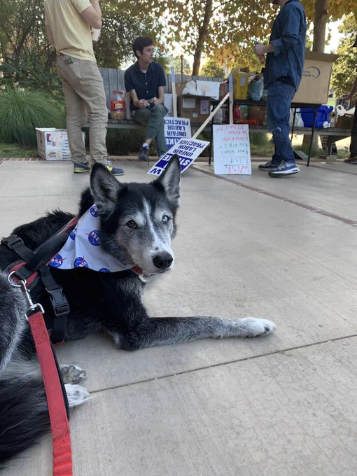 Rocky on strike! A black and white husky mix staring at the camera with picket signs in the background.