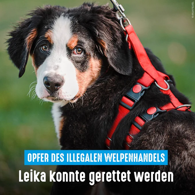 Hund Leika. Aufschrift: Opfer des illegalen Welpenhandels - Leika konnte gerettet werden