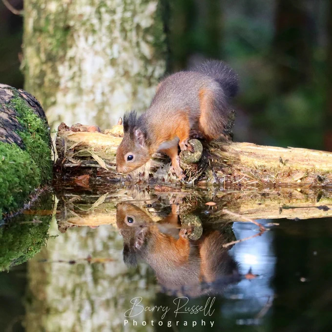 a red squirrell having a drink