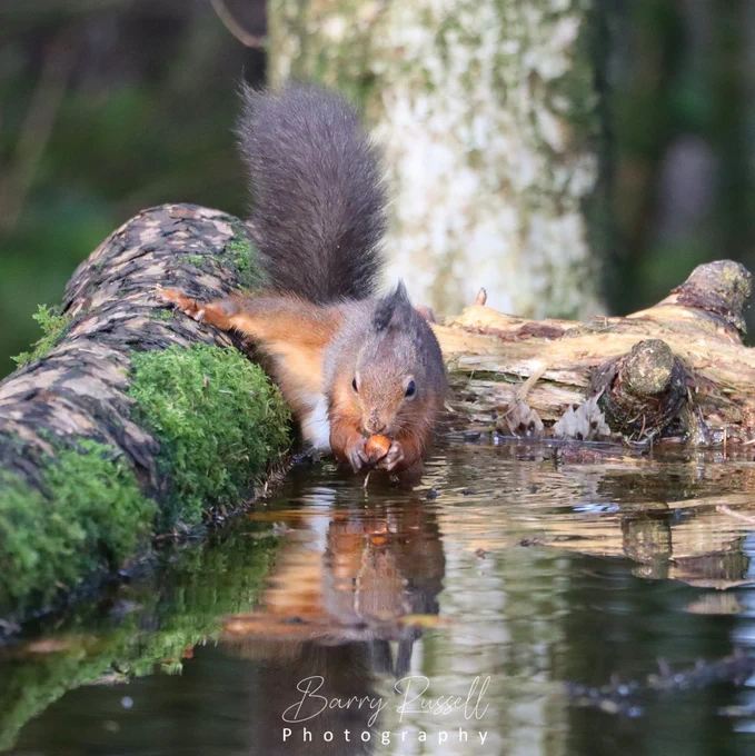 A red squirrel finds a hazelnut in the water