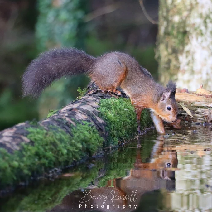 A red squirrel getting into a shallow pond