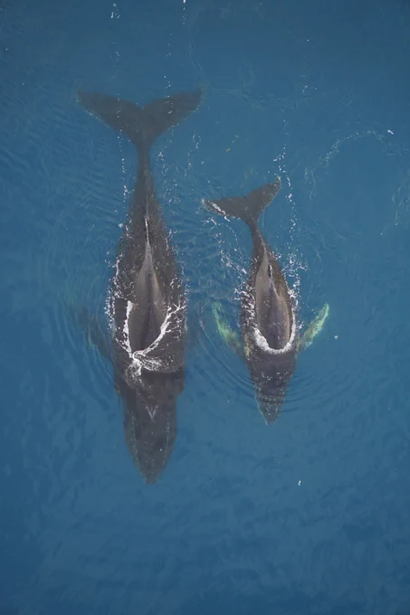 Drone image of a humpback whale mom and calf resting at the surface in the waters along the Western Antarctic Peninsula.