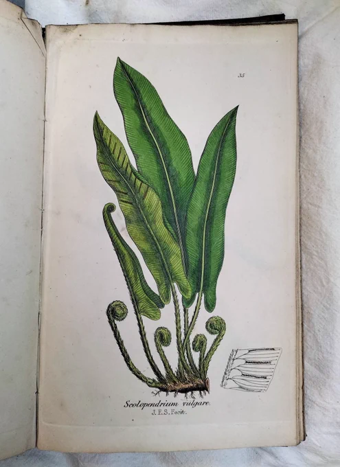 An illustration of a fern
