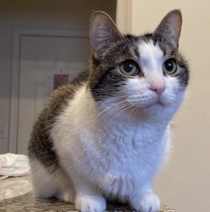 A photo of Natalie, a black & grey cat. 