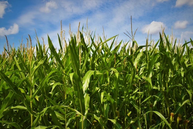 Green grass grows upward towards a blue sky with white clouds.