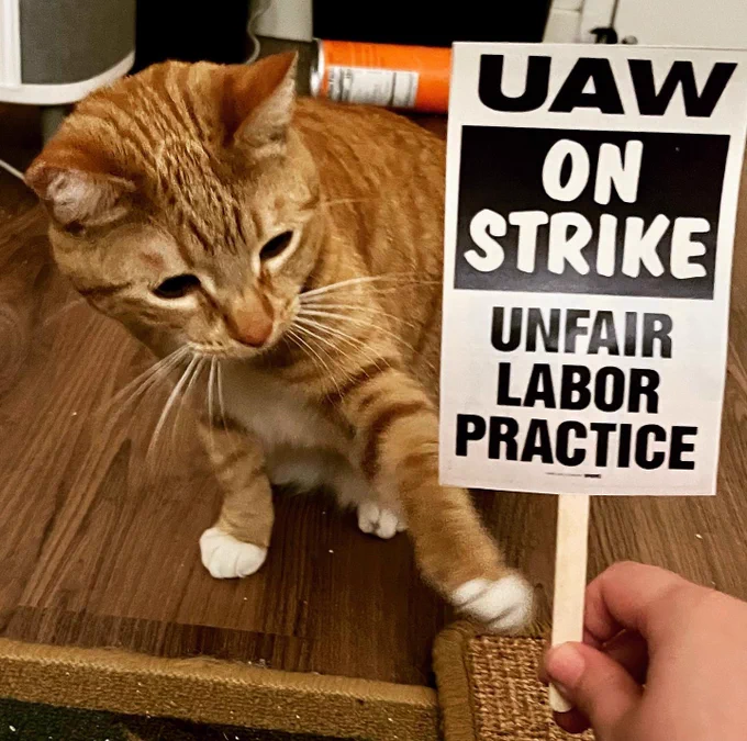 Orange tabby cat reaches for a mini picket sign which reads: “UAW on strike, unfair labor practice”