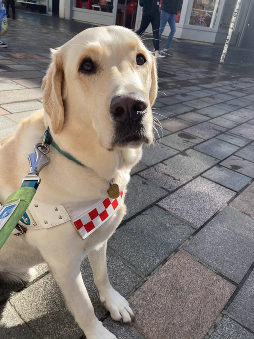 A yellow lab retriever guide dog sitting down wearing its guide dog harness looking at the camera. People are walking by in the background on a busy high street