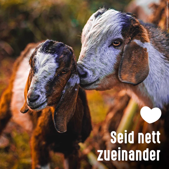 Zwei Ziegen. Aufschrift: Seid nett zueinander