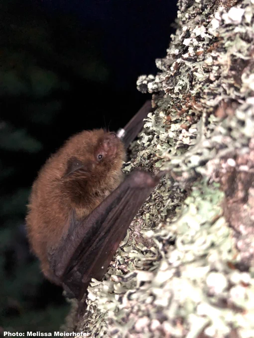 Beautiful Myosotis bat