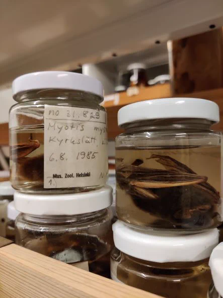 Bat museum specimens