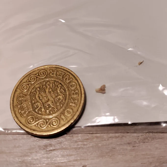 Tiny bat bone specimen