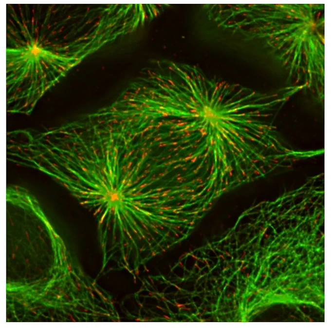 Microscope image of mitotic spindles formed a green lines (the spindles) on a black background.