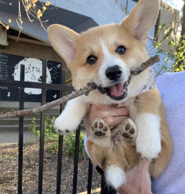 a corgi puppy is held aloft in a person’s arm. he’s beaming proudly with a mouth full of an impressive stick that extends out of the left edge of the frame. his front legs look like he's wearing little white socks. his back feet are tucked up, revealing perfect tiny toe beans, and now our only dream is to admire them in person.