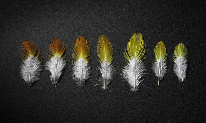 feathers of various flamed-rump tanager species
