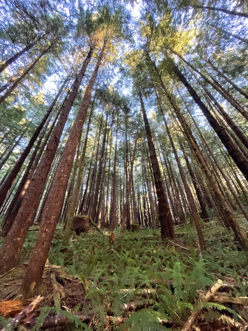 Image of trees