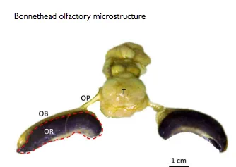 Fig. 1 Gross anatomy of the bonnethead shark (S. tiburo) olfactory
system. OB: olfactory bulb, OP: olfactory peduncle, OR: olfactory
rosette (outlined in red), T: telencephalon.
glomeruli. Glomeruli are sphericalstructures, functionally similar to the ganglia of the peripheral nervous system, and are distributed throughout the bulb