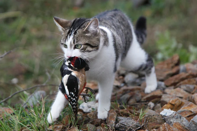 Un gato llevando un pájaro en la boca 
