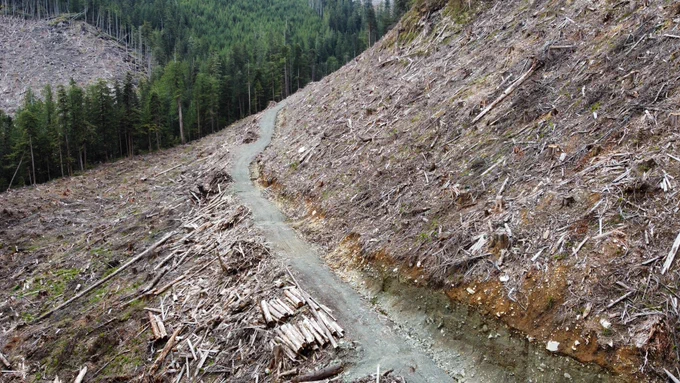 Ecologically at-risk old-growth forest, logged in the last year.