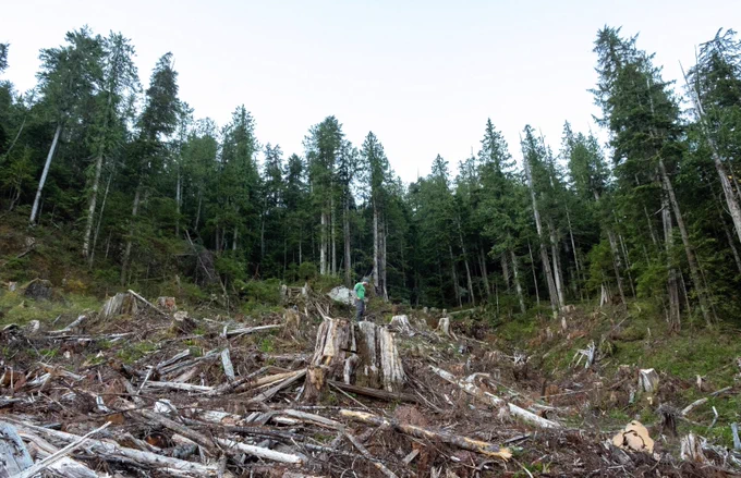 Ecologically at-risk old-growth forest, logged in the last year.