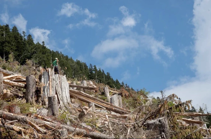 Ecologically at-risk old-growth forest, logged in the last year.