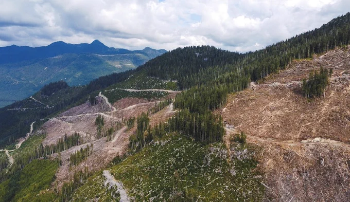 Ecologically at-risk old-growth forest, logged in the last year.