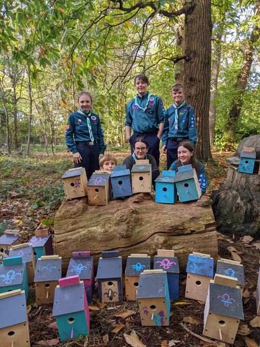 Six Scouts stand/crouch behind a log in the woods that is covered in, and surrounded by, lots of wooden bird boxes, some painted
