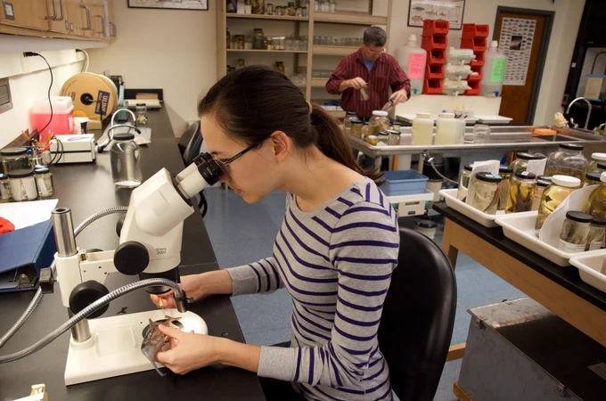 Two people work in the Cornell University Museum of Vertebrates prep lab.